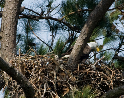 3-25-10 eaglet 3367.jpg