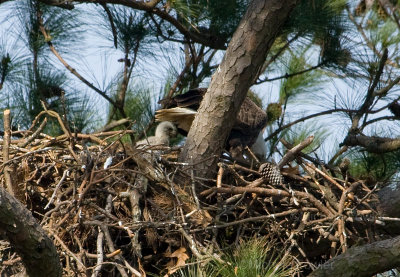 3-25-10-eaglet-3382.jpg