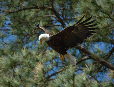 3-27-10-eagle-female-with-branch-4080.jpg