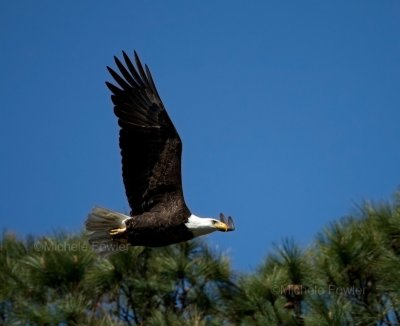 3-27-10-eagle-4107.jpg