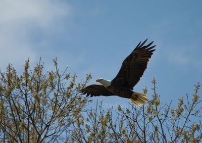 3-27-10 eagle male 4421.jpg