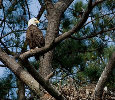 4-3-10-eaglets-8573.jpg