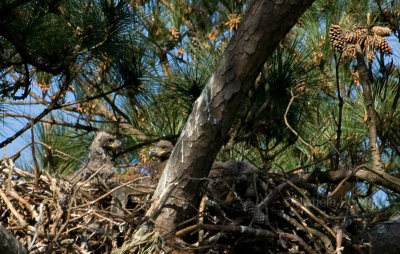 4-10-10-eaglets-0427.jpg