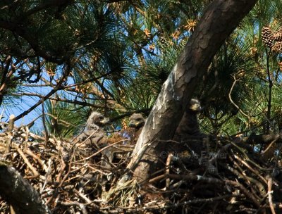 4-10-10-3-eaglets-0429.jpg