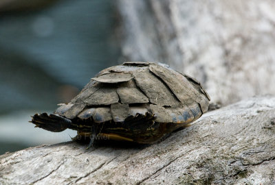4-18-10-4285-molting-turtle.jpg