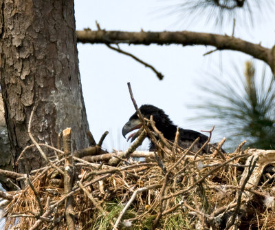 4-23-10-800mm-eaglet-4650.jpg