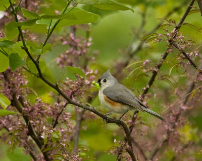 4-24-10-4820-titmouse-with-worm.jpg