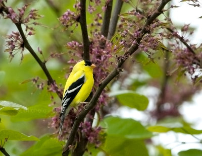4-24-10-4763-male-goldfinch.jpg