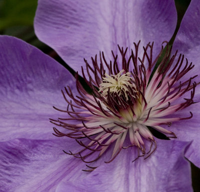 4-24-10-4789-clematis.jpg