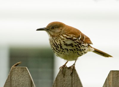 4-26-10-5397-brown-thrasher.jpg