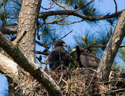 4-30-10-5702-eaglets.jpg