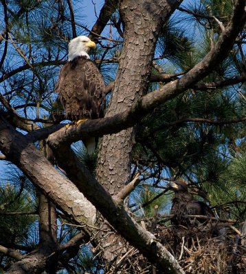 5-1-10-6707-female--eaglet.jpg