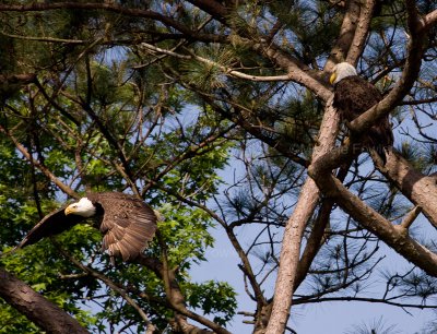 5-2-10-7448-male-flight.jpg