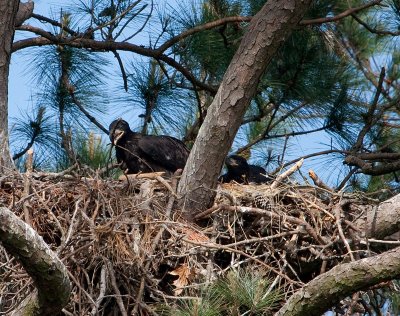 5-2-10-7280-eaglet-with-branch.jpg
