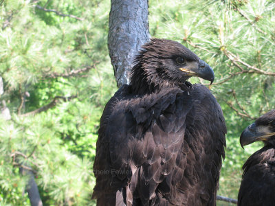 5-5-10-2557-eaglets-in-nest.jpg