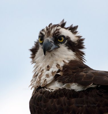 5-25-10-3882-osprey-j.jpg