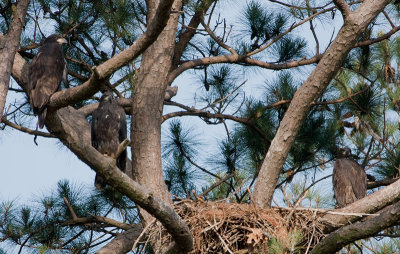 5-29-10-5521-3-eaglets.jpg