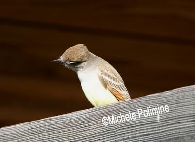 0217 ash throated flycatcher 11-20-05.jpg