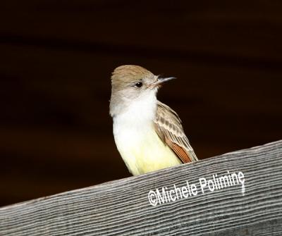 0228 ash throated flycatcher 11-20-05.jpg