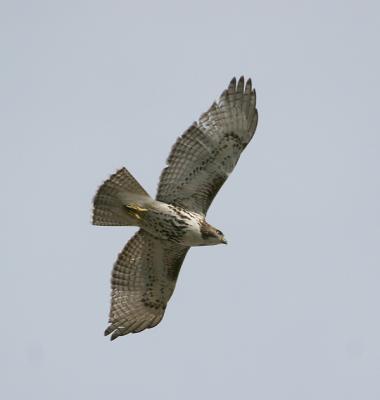 0106 11-27-05 red tail.jpg