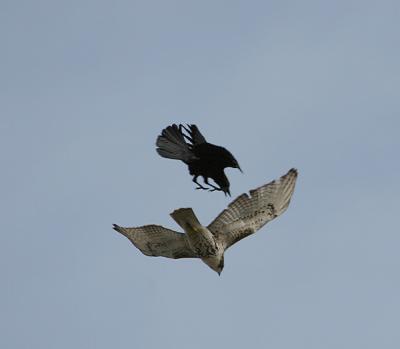 0114 redtail hawk  crow 11-27-05