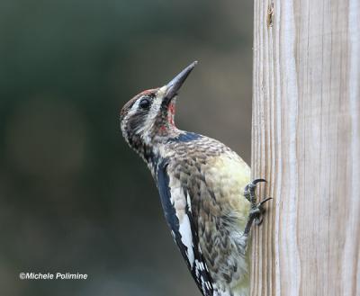  yellow bellied sapsucker 0005 12-18-05.jpg