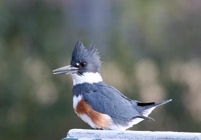 0113 kingfisher 12-24-05.jpg