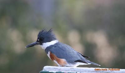 0128 kingfisher 12-24-05.jpg