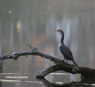 0032 cormorant 12-30-05.jpg