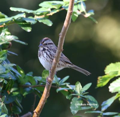 song sparrow 0019 10-30-05.jpg