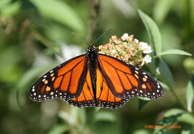 0089 monarch 10-30-05 c.jpg