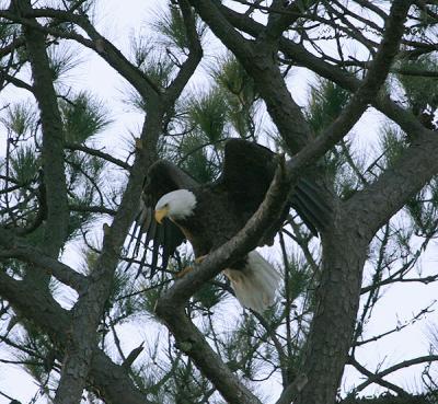 eagle wing spread 0260  1-16-06.jpg