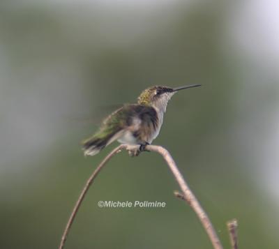 hummingbird 0057 yard 8-24-05cr.jpg