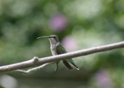 hummingbird 0038 8-17-05 wm.jpg