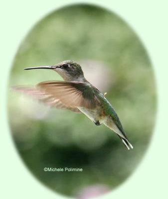 hummingbird 0030  yard 8-17-05 cr.jpg