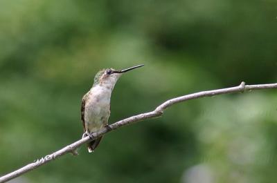 hummingbird 0027 yard 8-17-05 wm.jpg