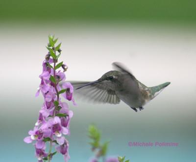 hummingbird 0146  8-27-05 cr.jpg