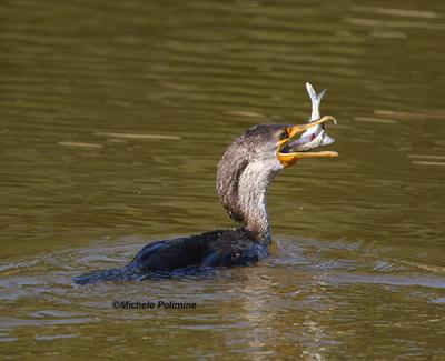 cormorant with fish 0354 1-28-06.jpg