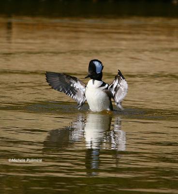 merganser 0328 NBG 1-28-06.jpg