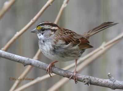 white-throated-sparrow-0025.jpg