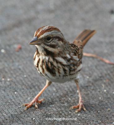 song-sparrow-0003-12-27-05.jpg