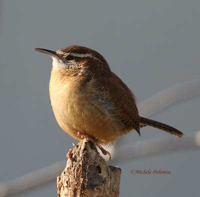 carolina-wren-0047-12-27-05.jpg