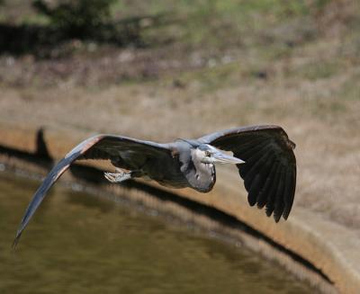 great blue heron 0029.jpg 3-5-06.jpg