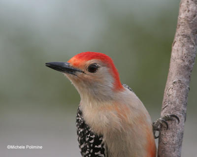 red bellied woodpecker 0039.jpg 3-14-06.jpg
