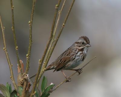 sparrow song 0005.jpg 3-14-06.jpg