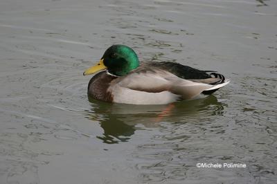 mallard 0032.jpg 3-9-06.jpg