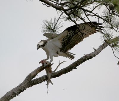 osprey with fish 0302.jpg 3-29-06.jpg