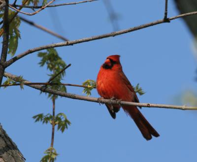 cardinal male 0099.jpg 4-10-06.jpg