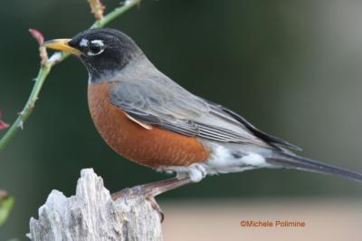 robin 0022.jpg 3-2-06.jpg