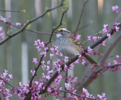 white throated sparrow 0159.jpg 4-10-06.tif.jpg